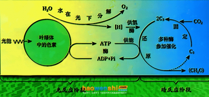 光合作用示意圖.jpg